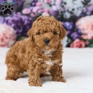 Tommy, Miniature Poodle Puppy
